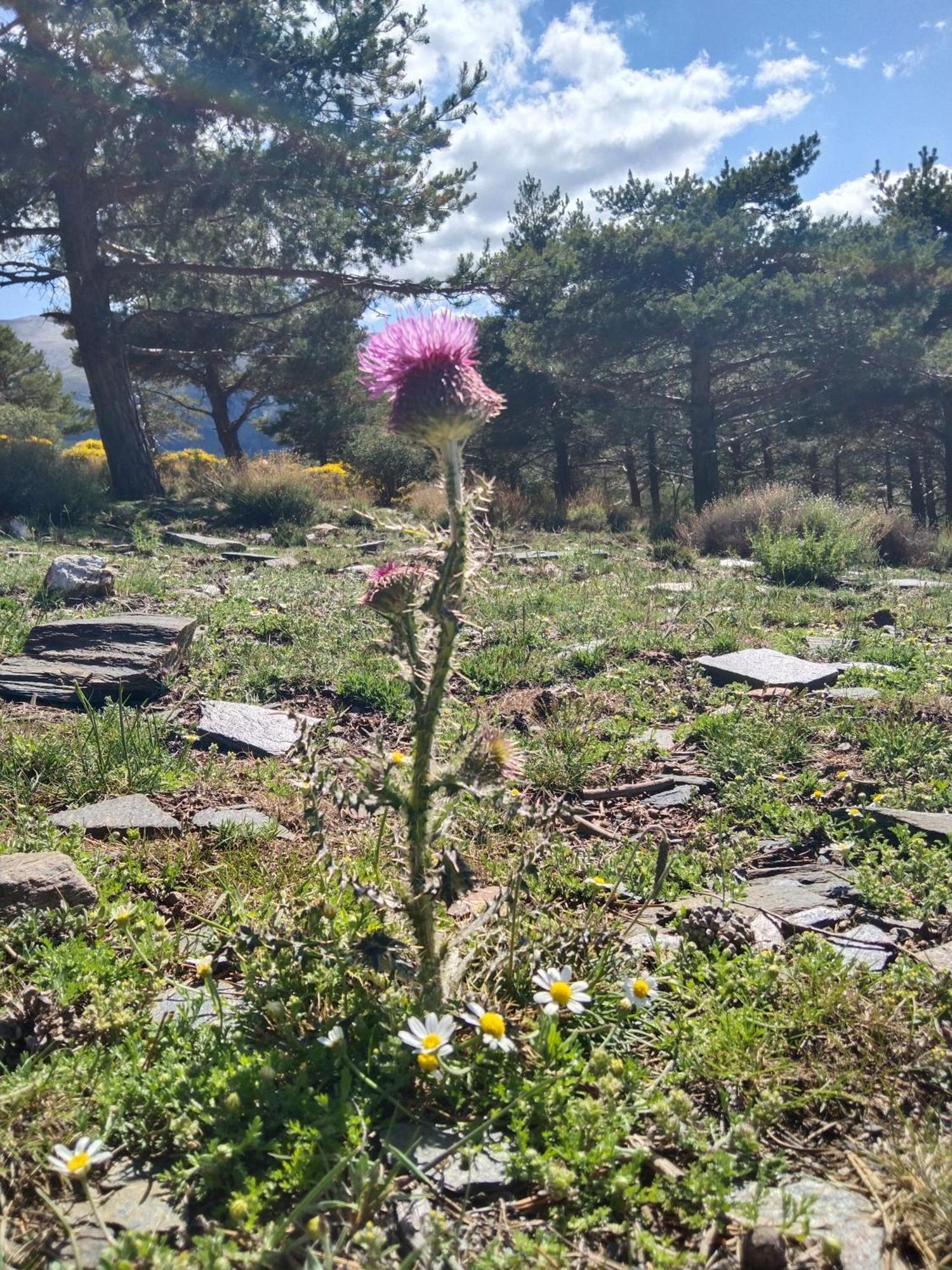 La Posada Del Altozano Lanteira Kültér fotó